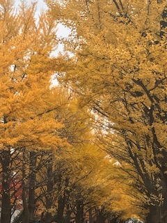 ★<<アルバム>>2017年10月29日【あきの紅葉/宏楽園、北大】追加しました！